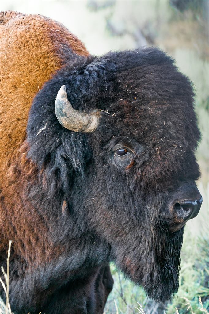 Wildlife of the Plains